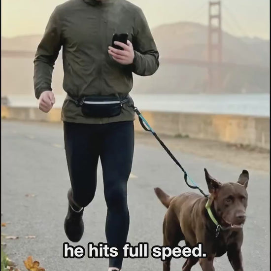 Runner with a chocolate Labrador using the Freehound Signature hands-free leash, phone in hand